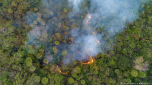 As queimadas devastaram 30% das áreas naturais do Pantanal em 2020