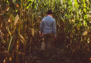 plantação de milho - lixo agrícola, resíduo sólido do agronegócio